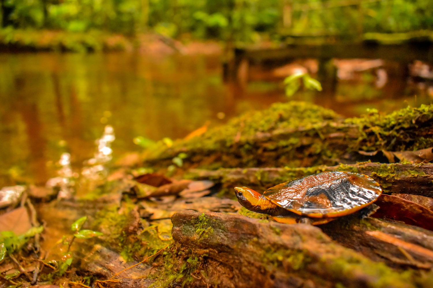 Tortuga de cananguchera -1