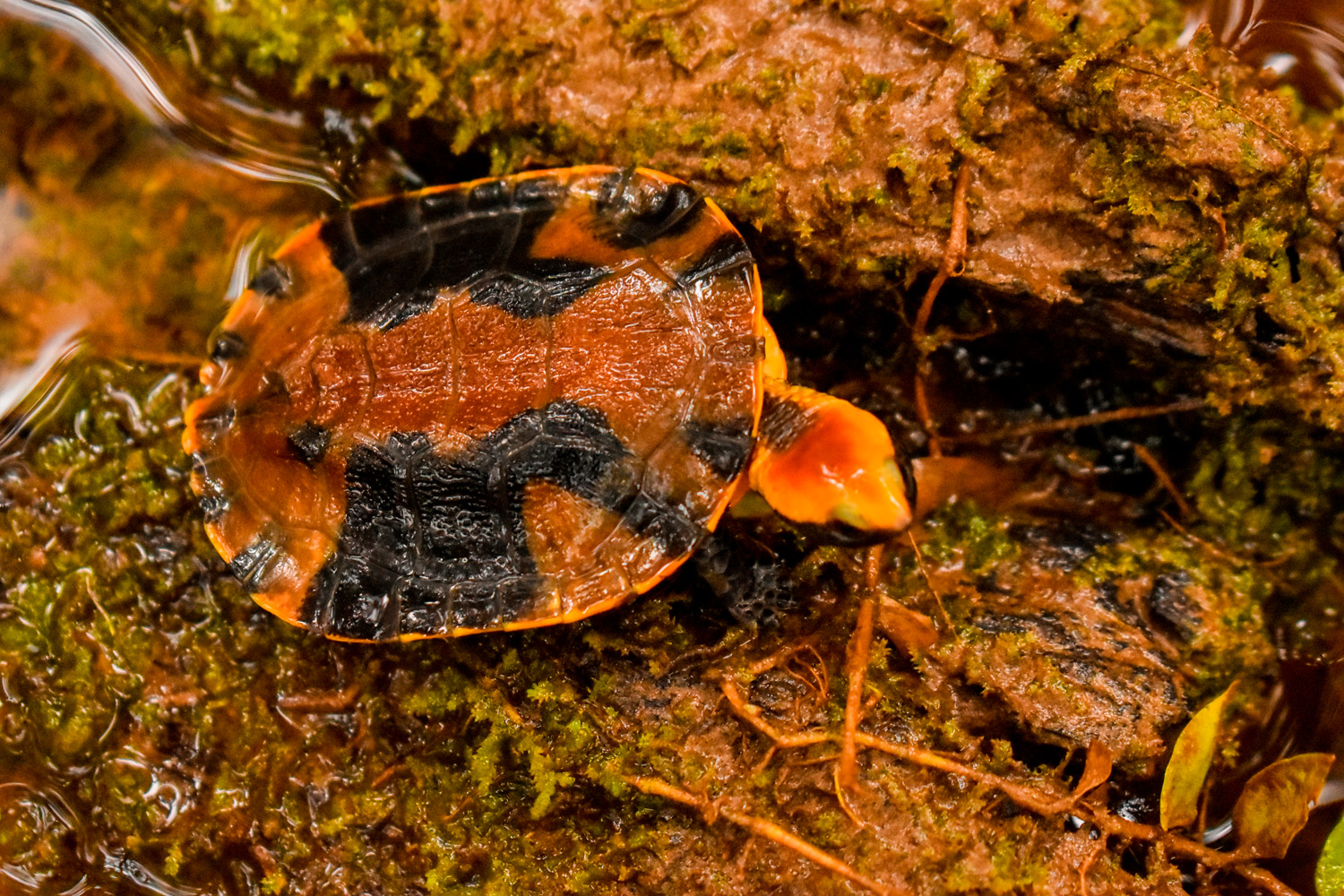 Tortuga de cananguchera